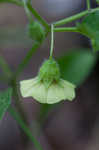 Longleaf groundcherry